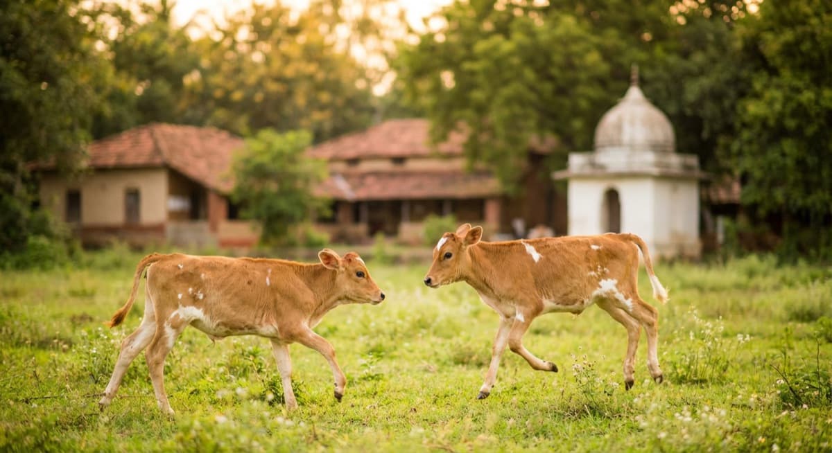 Two playful young calves running and jumping in the ashram field