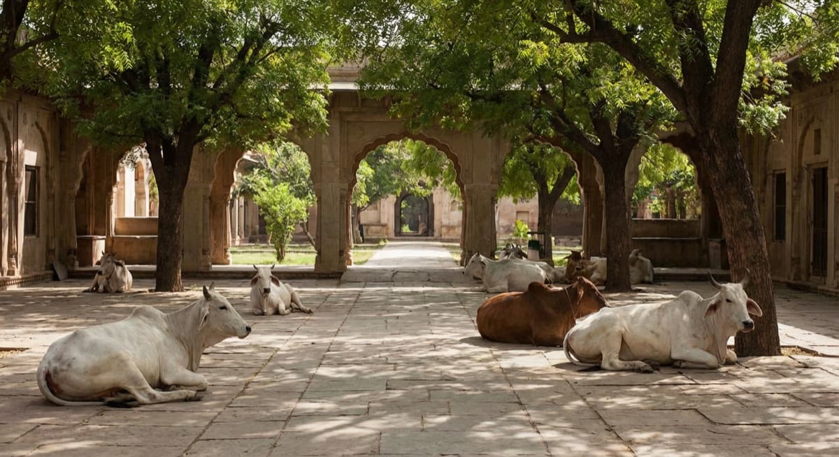 Group of sacred cows resting peacefully in the shaded ashram courtyard