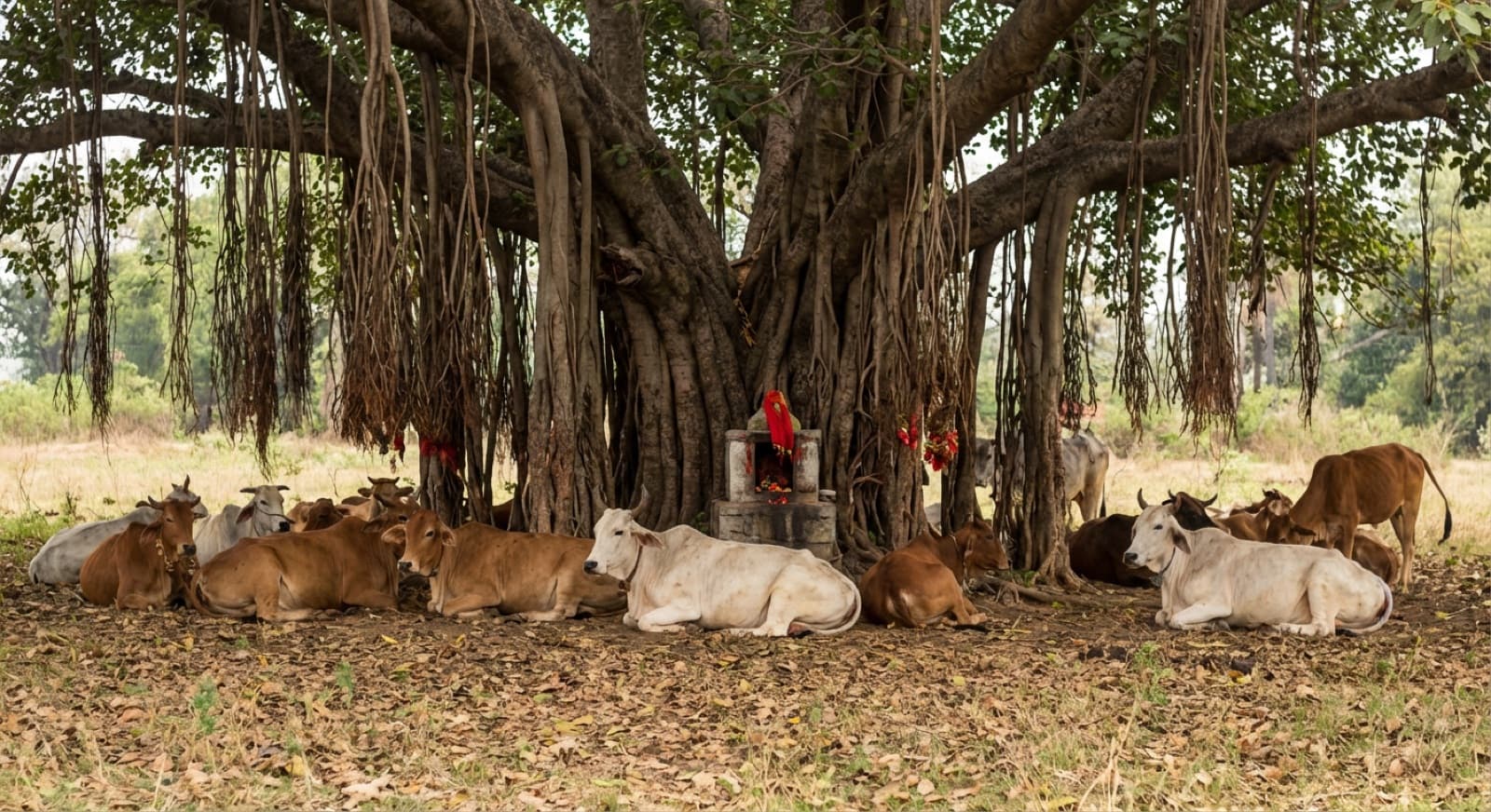 A peaceful herd of cows grazing together