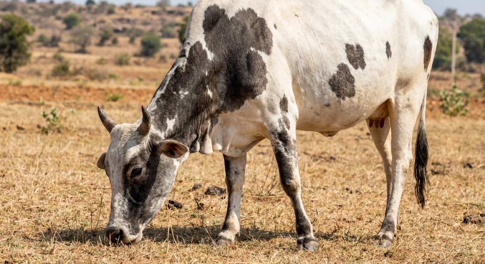 Nandi