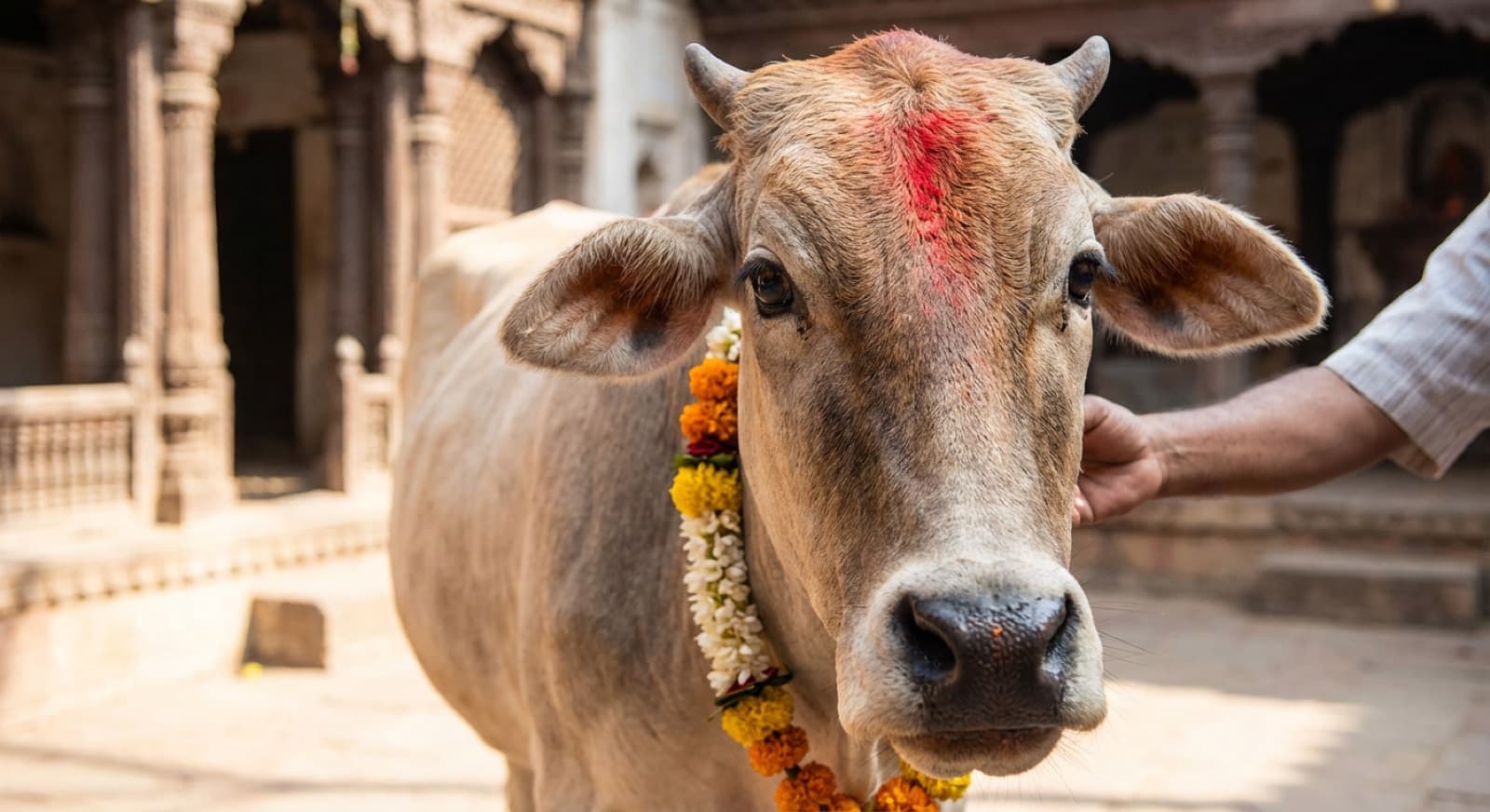 Gentle cow adorned with garlands