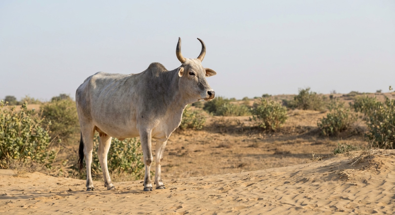 Tharparkar cow
